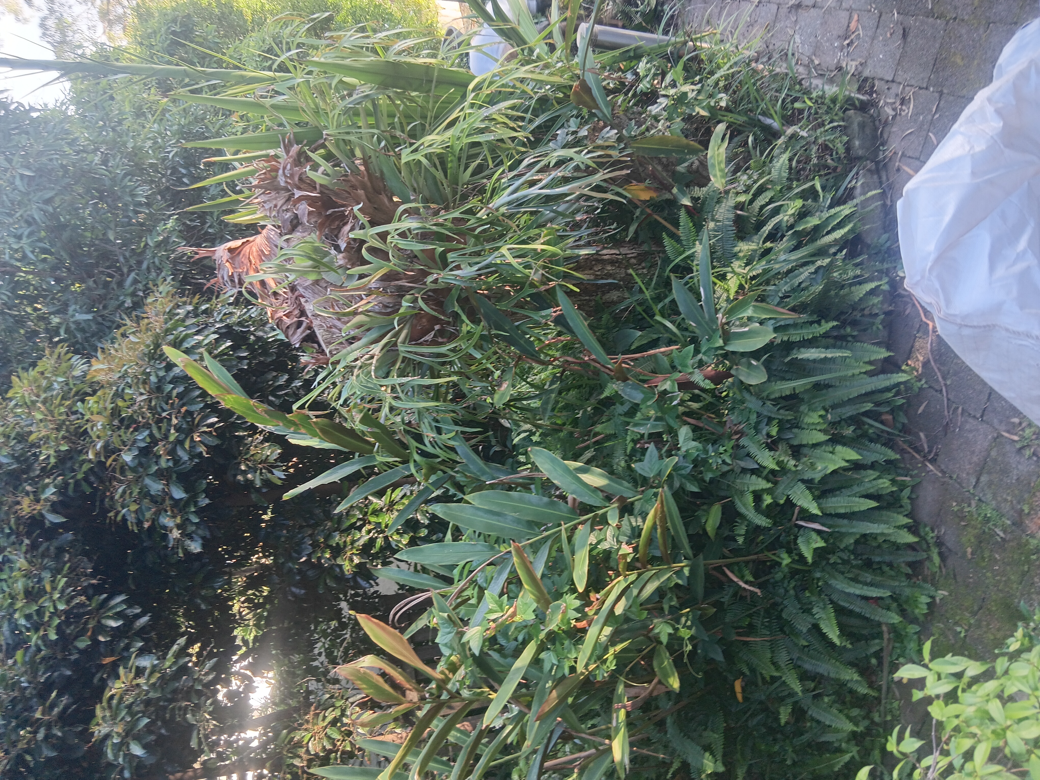 Before: Castlecrag